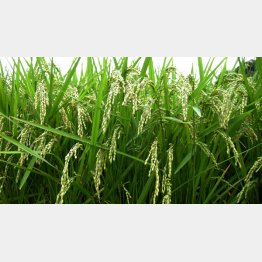 種が値上がりすれば米価格にも影響（Ｃ）日刊ゲンダイ