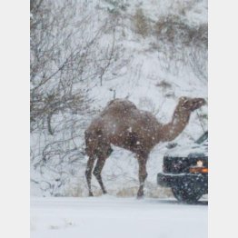 （ジョージ・ワッカーさんのツイッターから）