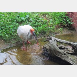 トキを間近で（提供写真）