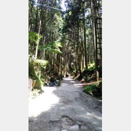 同じ山を登ることで季節の移り変わりに敏感に（Ｃ）日刊ゲンダイ