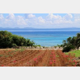 彼岸花畑から絶景ビーチを望む（提供写真）