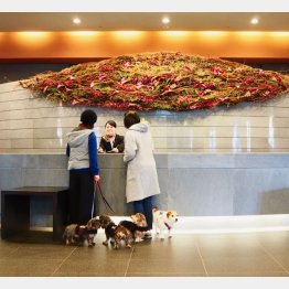 星野リゾートはロビーも犬OK（Ｃ）日刊ゲンダイ
