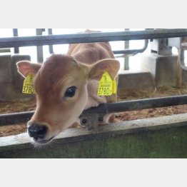 １０月に生まれたばかりの赤ちゃん／（提供写真）