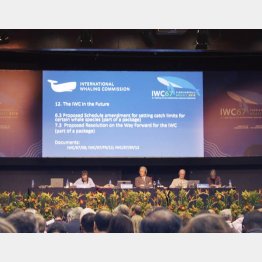 9月に行われたIWC総会（Ｃ）共同通信社