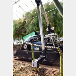 ７秒で１本収穫（提供写真）