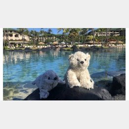 アンナさんのツイッターから（Ｃ）日刊ゲンダイ