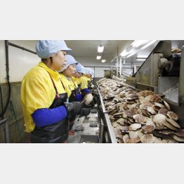 ４月から最大34万人の外国人労働者（Ｃ）共同通信社