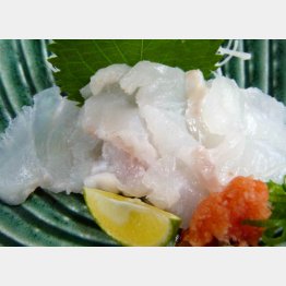 天然クエの薄造り（Ｃ）日刊ゲンダイ