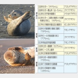 小田原のオダちゃん（上）と鴨川のカモちゃん「タマちゃんを見守る会」提供