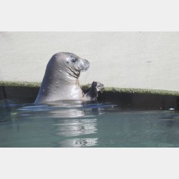 タマちゃん「タマちゃんを見守る会」提供