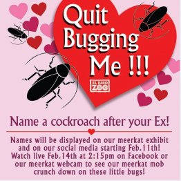 （エル・パソ動物園のフェイスブックから）