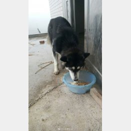 （北京青年報の微博より）