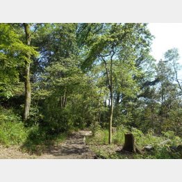 森の中に入ること自体が目的（Ｃ）日刊ゲンダイ