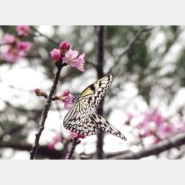 オオゴマダラ（Ｃ）日刊ゲンダイ