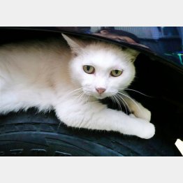 猫それぞれ（Ｃ）日刊ゲンダイ