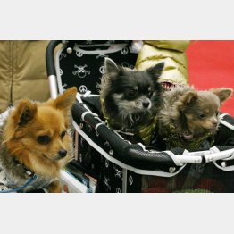 家族の一員（Ｃ）日刊ゲンダイ