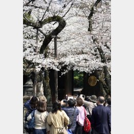 「六義園」のしだれ桜は満開（Ｃ）共同通信社