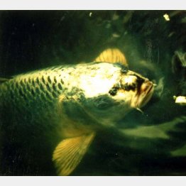 人面魚（Ｃ）日刊ゲンダイ