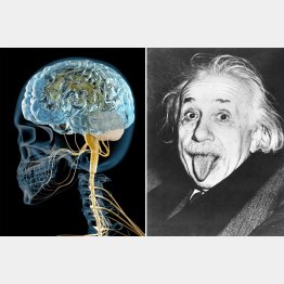 前頭葉の“ある部分”が異常に発達、アインシュタイン（右）の脳の重さは1230ｇだった（Ｃ）ＵＰＩ＝共同