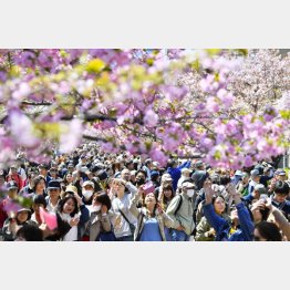 大阪市造幣局の「桜の通り抜け」を楽しむ人たち（Ｃ）共同通信社