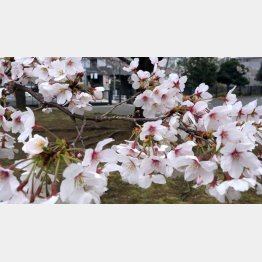 昨秋は「塩害」で開花／（Ｃ）日刊ゲンダイ