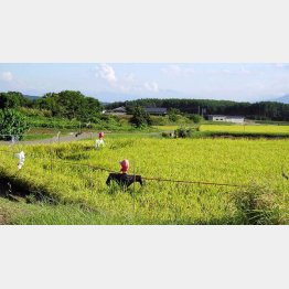 日本の農家はどんどん減っている（Ｃ）日刊ゲンダイ