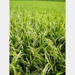 日本の技術が活かせる分野だ（Ｃ）日刊ゲンダイ