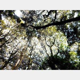 鎮守の森 （提供写真）