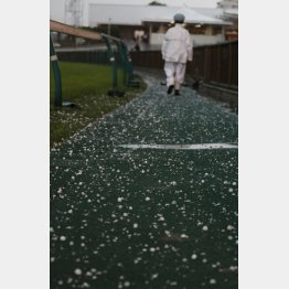 東京競馬場でもひょうが降った（Ｃ）日刊ゲンダイ