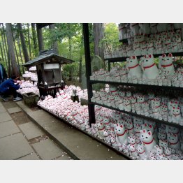 無数の招きねこが（豪徳寺）（Ｃ）日刊ゲンダイ