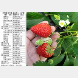 最近注目されている「シェア畑」（Ｃ）日刊ゲンダイ