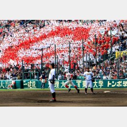甲子園名物「C」の人文字（Ｃ）日刊ゲンダイ