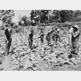 収容所内で耕作する日本人捕虜（Ｃ）共同通信社