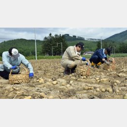 じゃがいも畑が浸水（Ｃ）共同通信社
