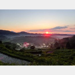 十日町の「棚田」（提供写真）