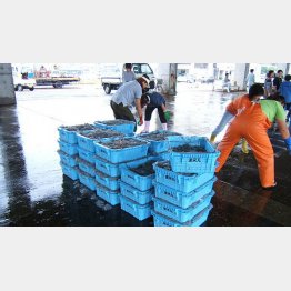 篠島名物シラスが驚くべき豊漁（愛知県水産課ＨＰから）