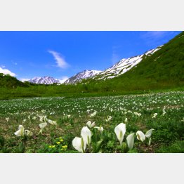 まるで天国のような絶景（栂池自然園）／（提供写真）