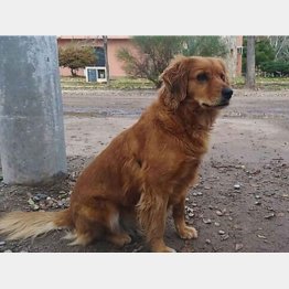 （「トゥクマン・ア・ラス７ニュース」のツイッターから）