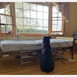 （「ノーススター・ペット・レスキュー」のフェイスブックから）