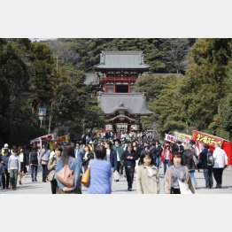 神奈川県鎌倉市にある鶴岡八幡宮（Ｃ）日刊ゲンダイ