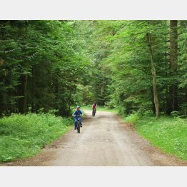 美しい森には人も集まる（提供写真）