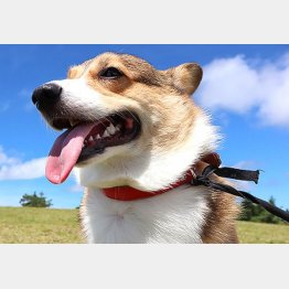 犬だって暑い…