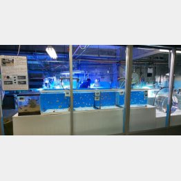 東海大学海洋科学博物館（Ｃ）日刊ゲンダイ