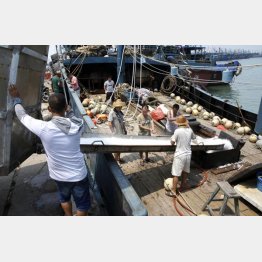 2020年習近平国家主席の国賓訪日を控え、尖閣周辺への出漁回避指示も出ている（出港準備で漁船に氷を積み込む中国・福建省の漁師ら）／（Ｃ）共同通信社