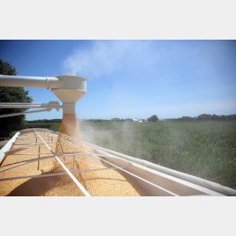 日本は余剰穀物の最終処理場として尻拭い（米イリノイ州の農場でトラックに積まれるトウモロコシ）（Ｃ）ロイター