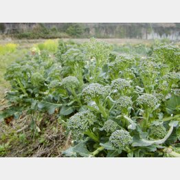 お見事！（はた家のブロッコリー畑）／（提供写真）