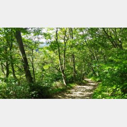 熊に遭遇することもある新潟県湯沢町の山道（提供写真）