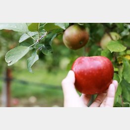 畑の木から直接もぐ。旬に食べるのがいい