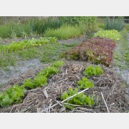 刈り取った草は刈った場所にバラまく（Ｃ）日刊ゲンダイ