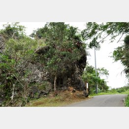 追い剥ぎがでた（フェーレー岩＝沖縄県）／（提供写真）